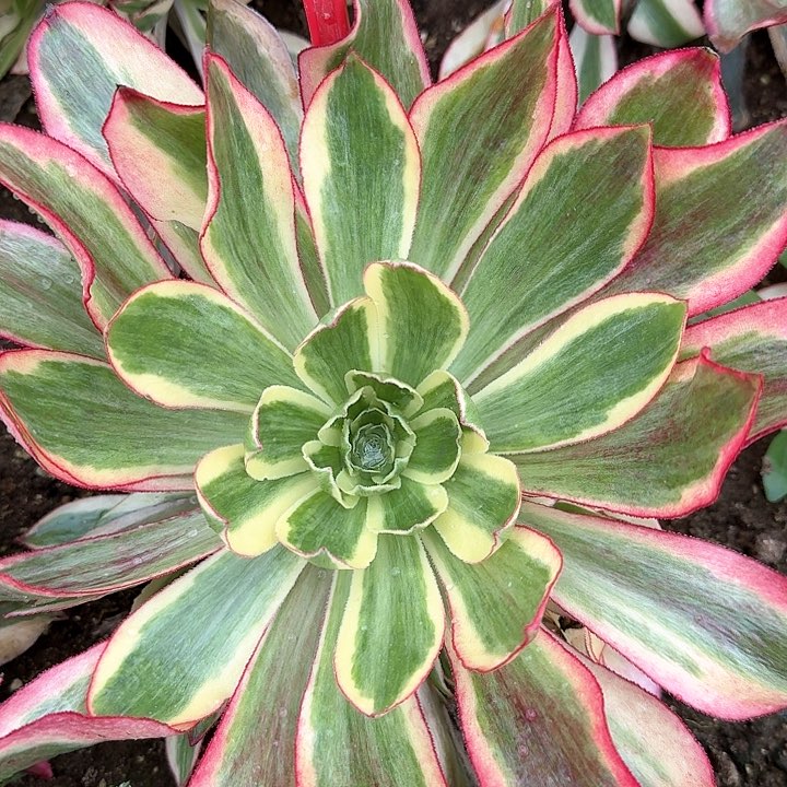 1-18魅影多肉法师