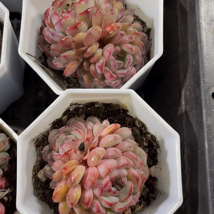 八角盆双头状态白胖子