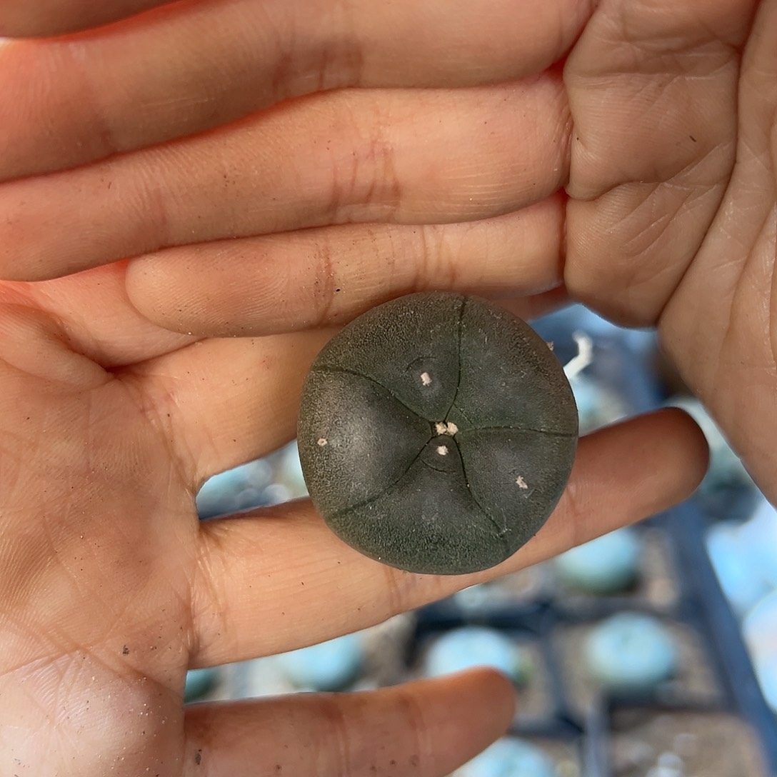 实生kk勒骨乌2.8公分带盆