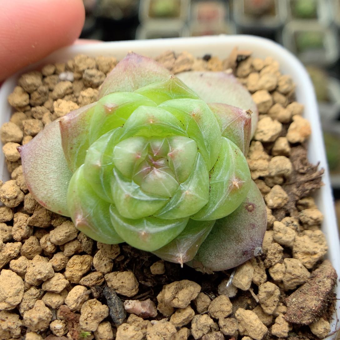 E60灯泡珍妮优选y y y y y y y