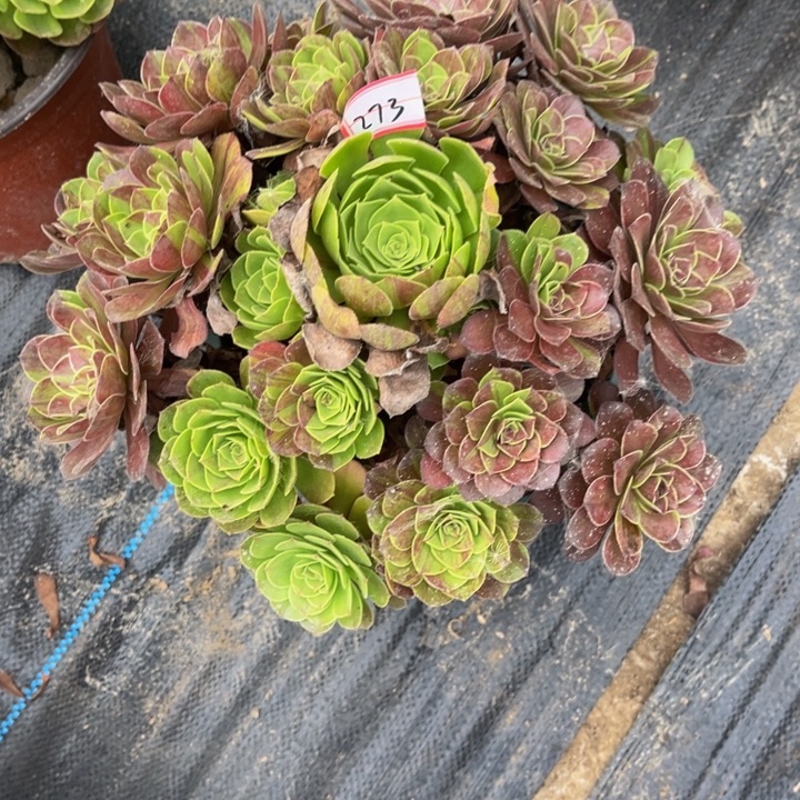273花月夜多肉植物法师