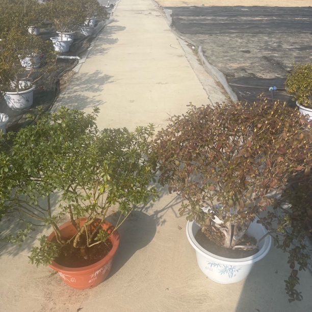 东洋杜鹃花  烈火加红元宝