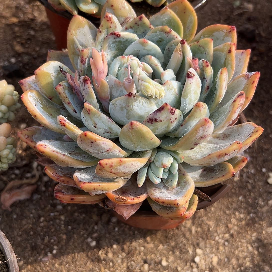 多肉植物橙梦露单头