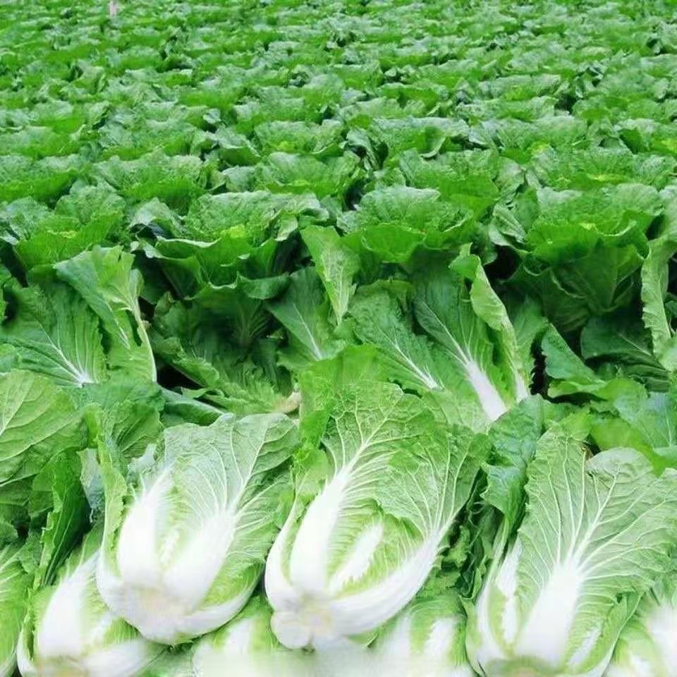 湘西高山农家白菜