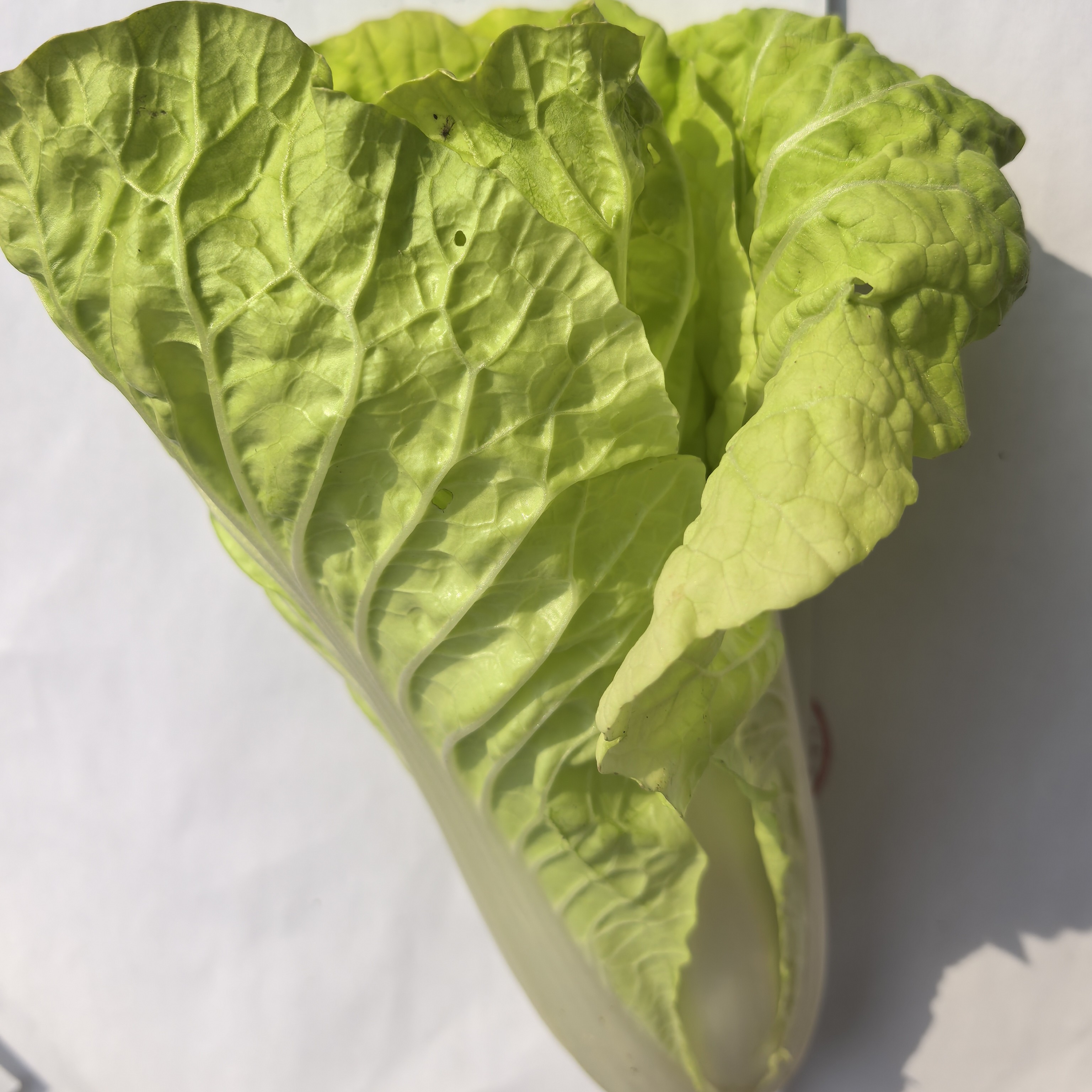 湖北孝感露天种植霜冻5号菜，不打农药不施化肥纯天然种植。