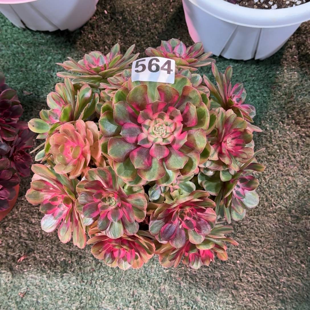 564！红蜻蜓法师多肉植物