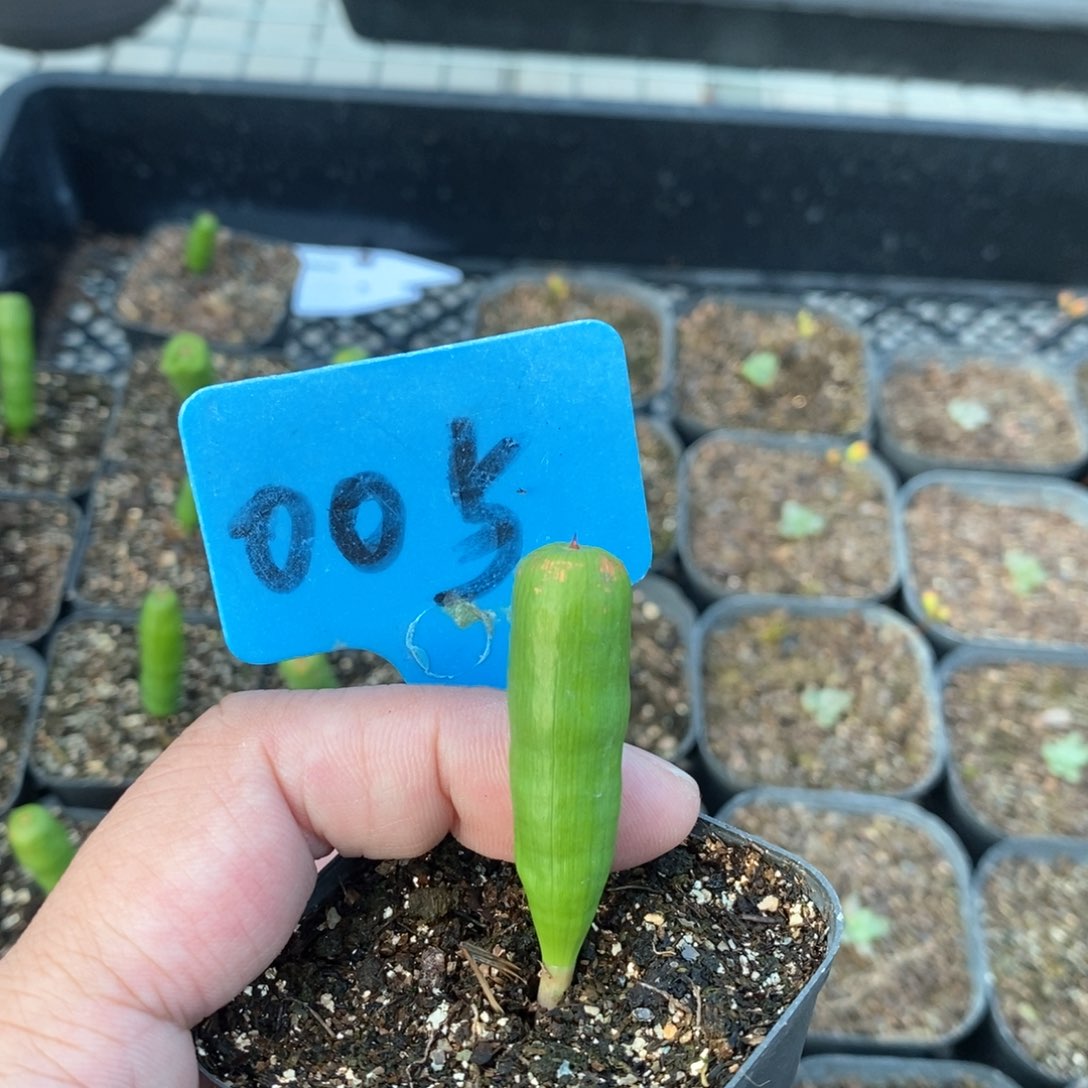 针管多肉植物一个