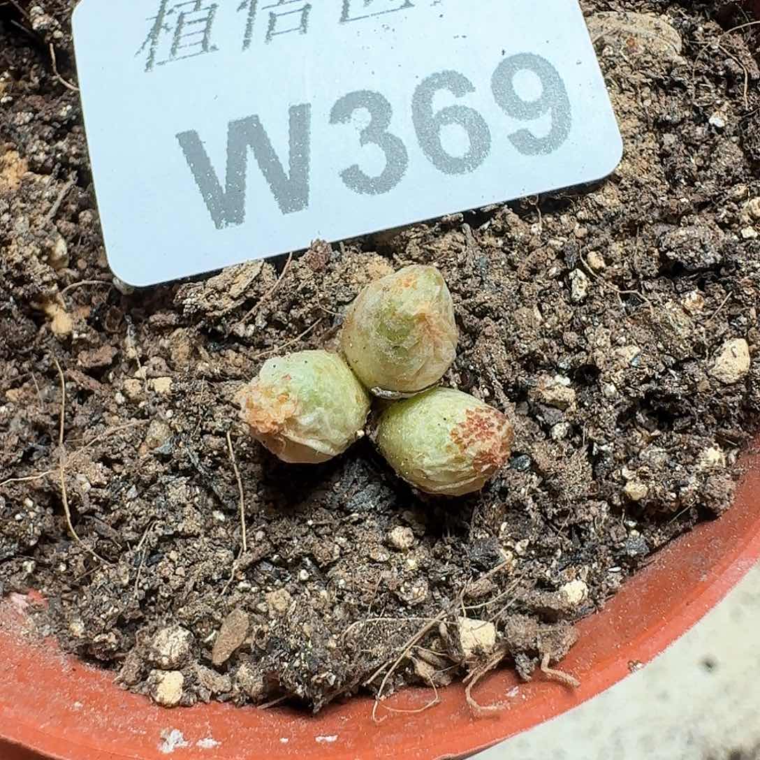 369号多肉植物哇d f