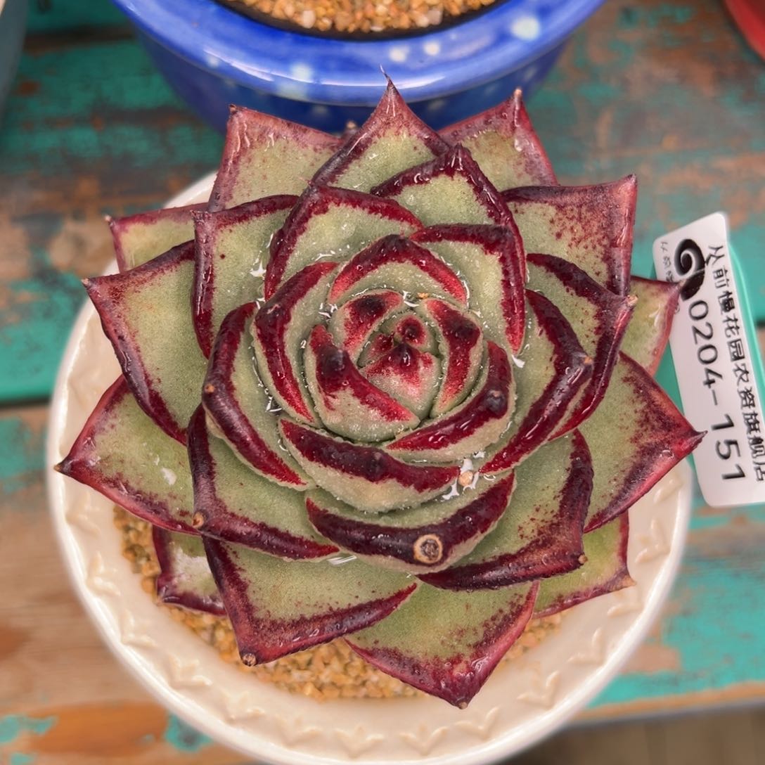 多肉一物一拍0204-151