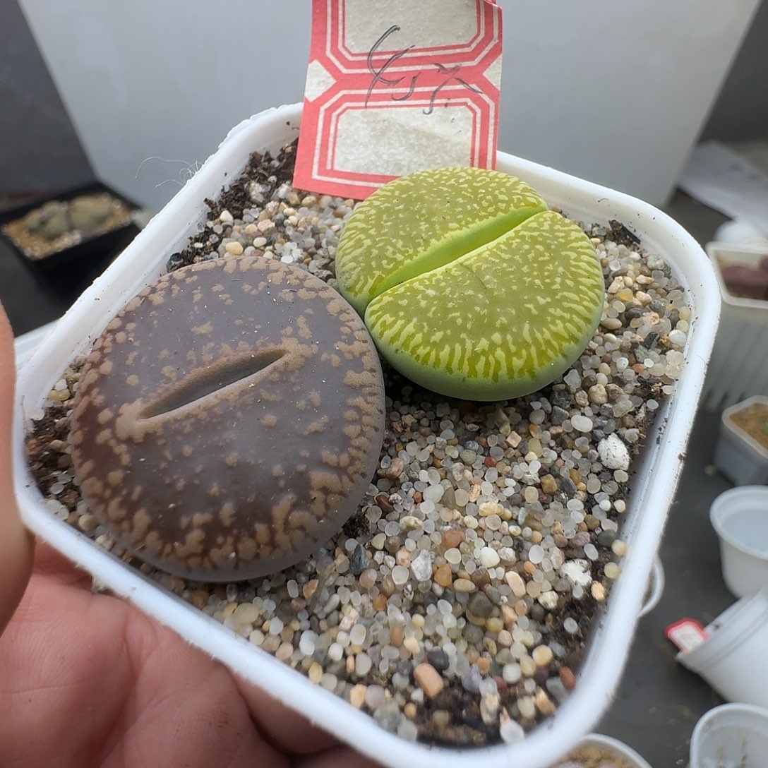 455多肉哈哈哈哈哈哈哈