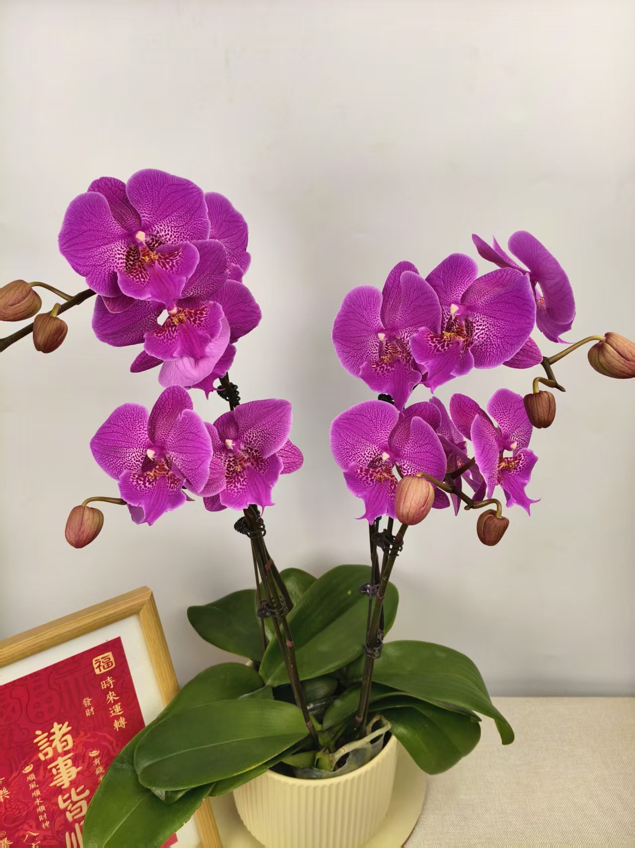 蝴蝶兰【大红鹰】紫粉色系经典名兰室内绿植盆栽花期长大红鹰