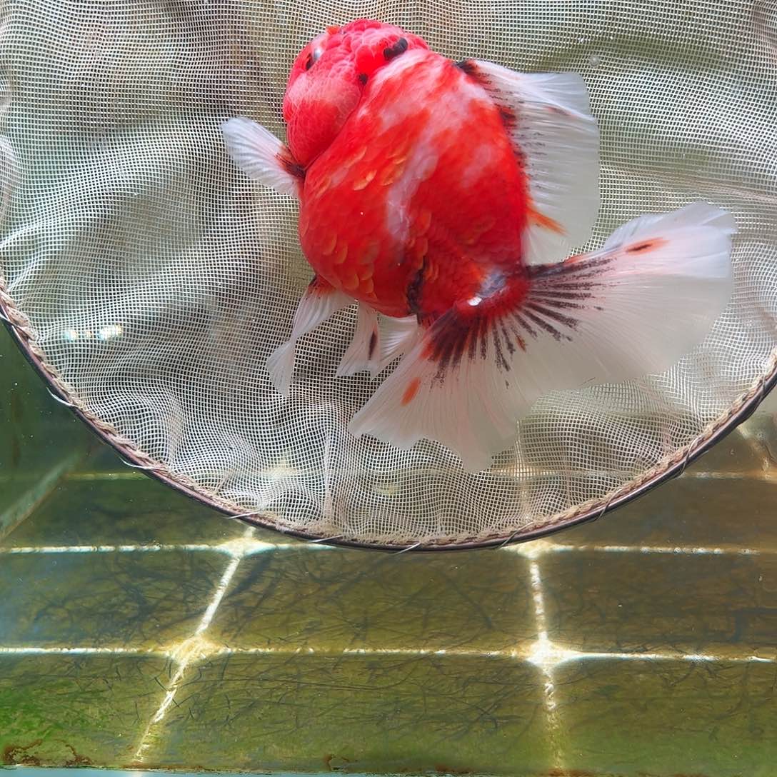 金鱼百褶泰狮亚成43
