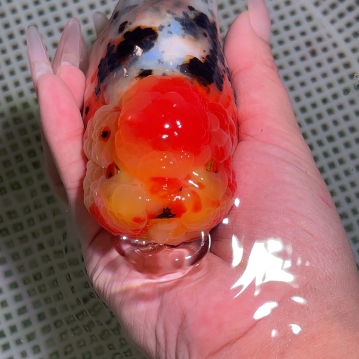 海水鱼金鱼兰寿活体淡水观赏鱼