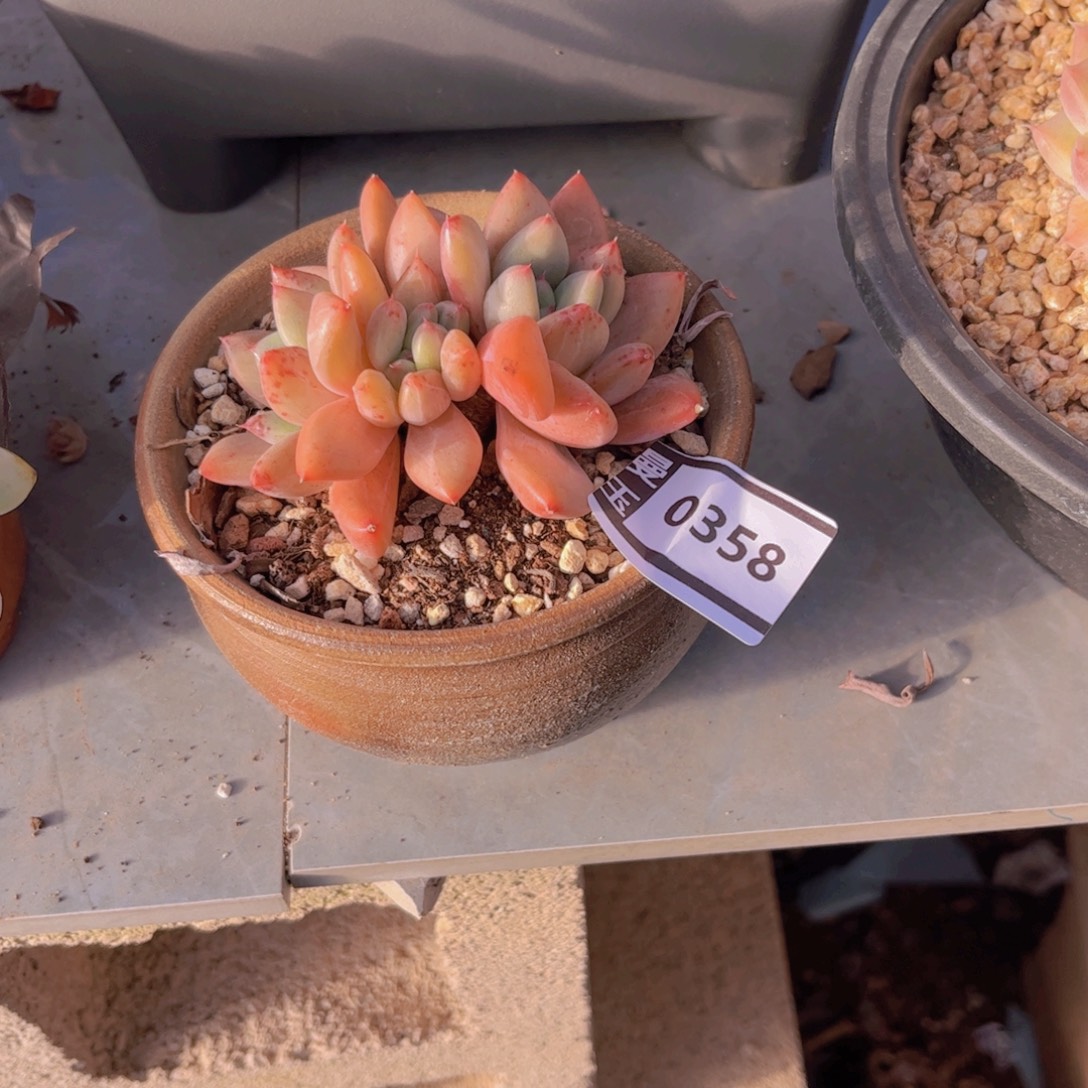 不知名多肉植物0358