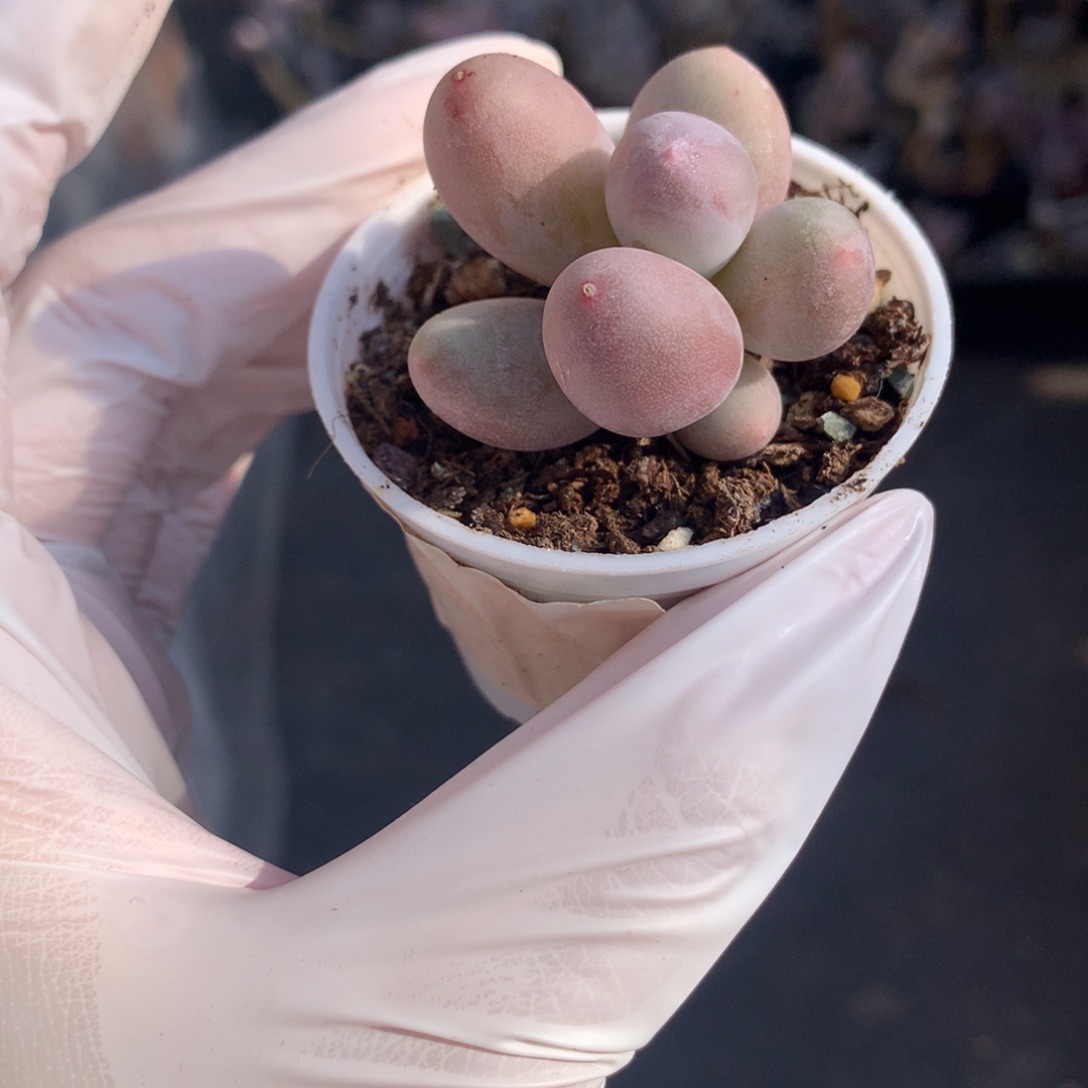 米可奶酪多肉米可奶。