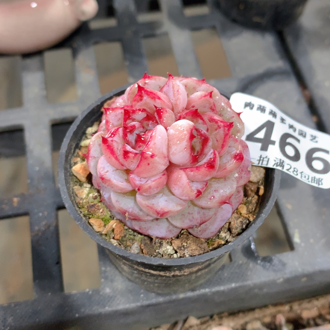 肉萌萌拇指盆精控多肉ZA466