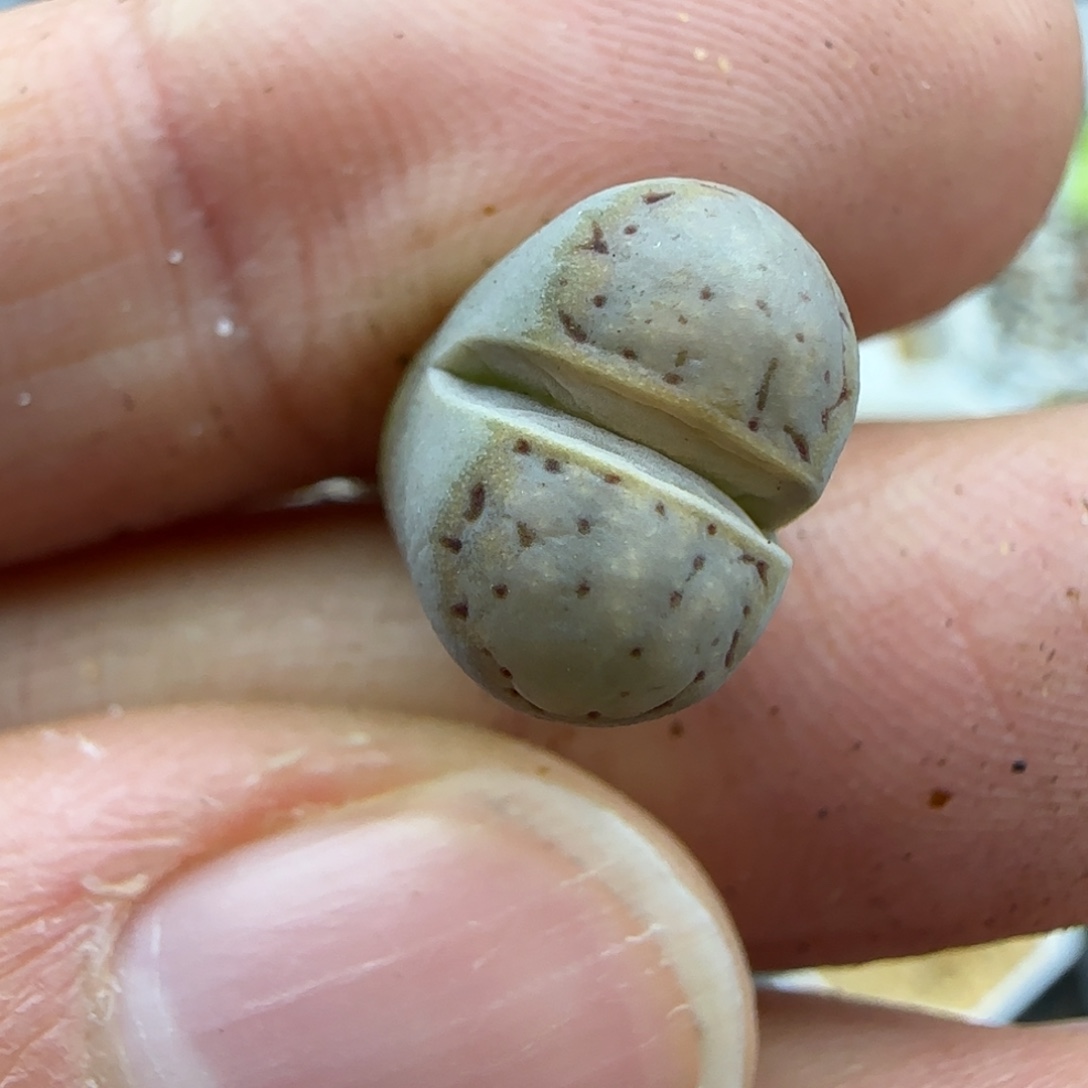 983饼干清框福利30包邮