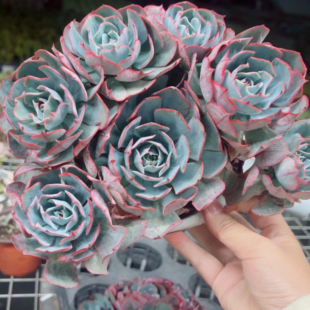阿美星五头起发老桩