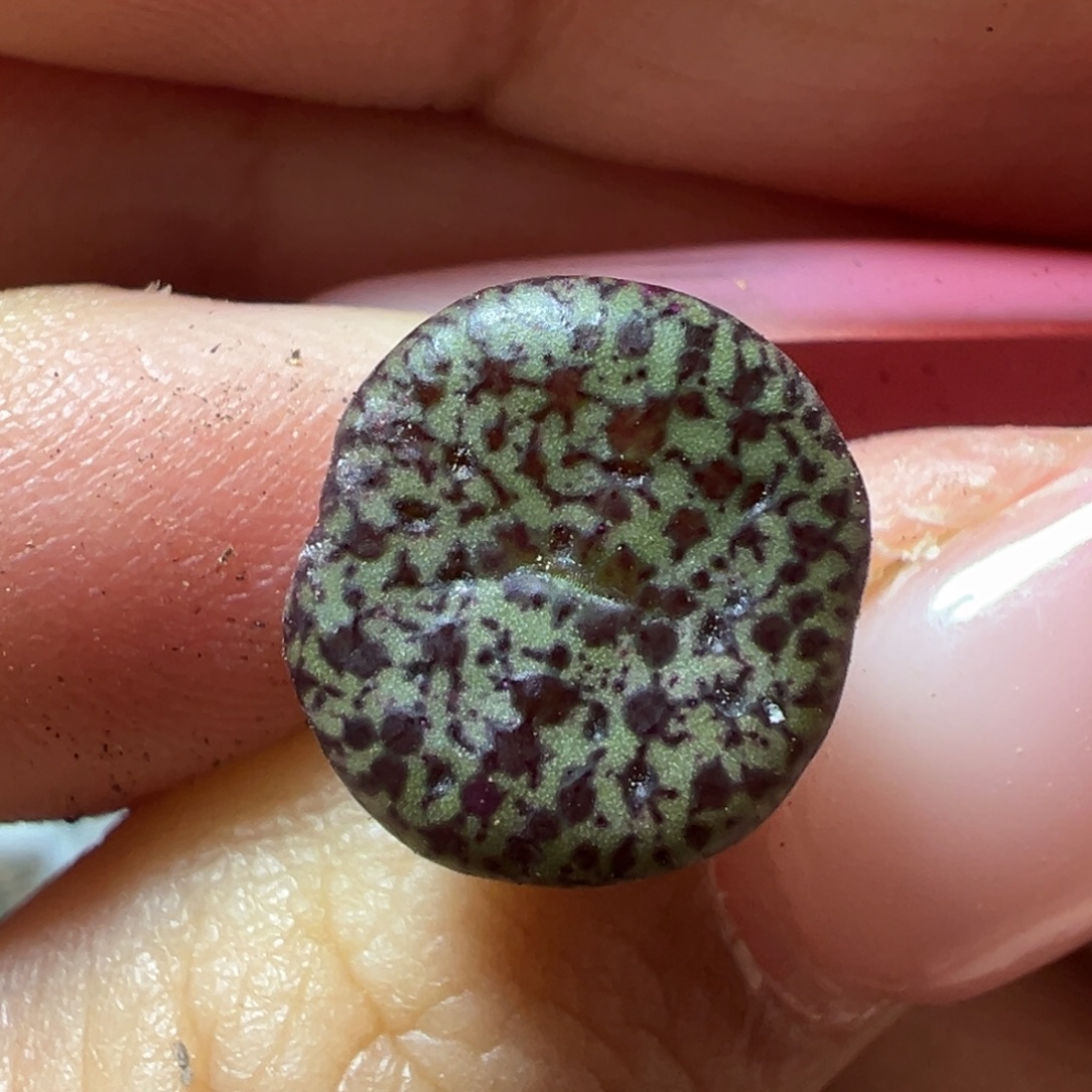 大泡点康杂多肉植物