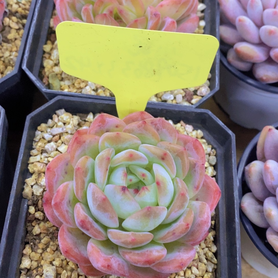 开心多肉，一物一拍，一单包邮，满5给1