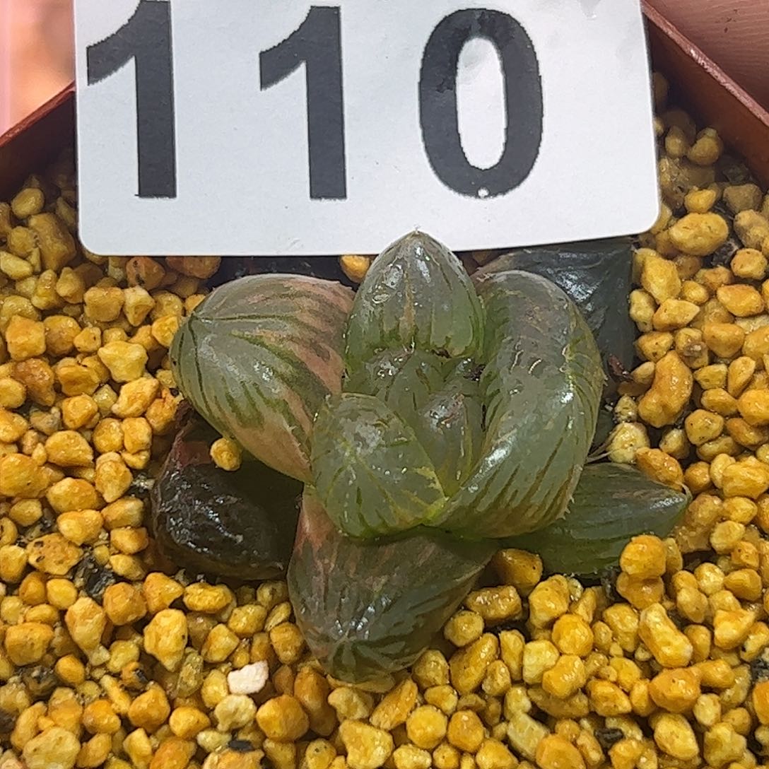 龙爪锦十二卷多肉植物