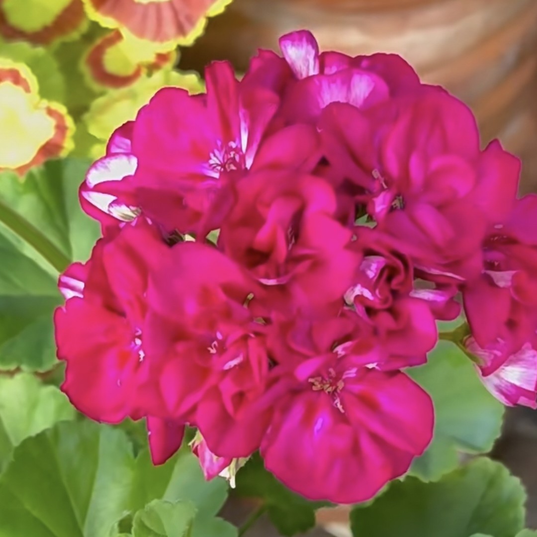 樱桃仙子 天竺葵室内绿植盆栽