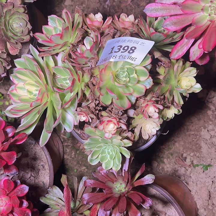 1398海王多肉植物2号