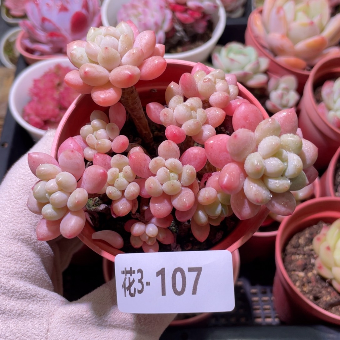 花利美3-107洛可可