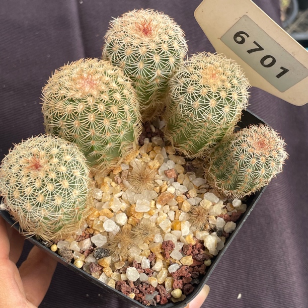 6701 三光丸实生裸根发