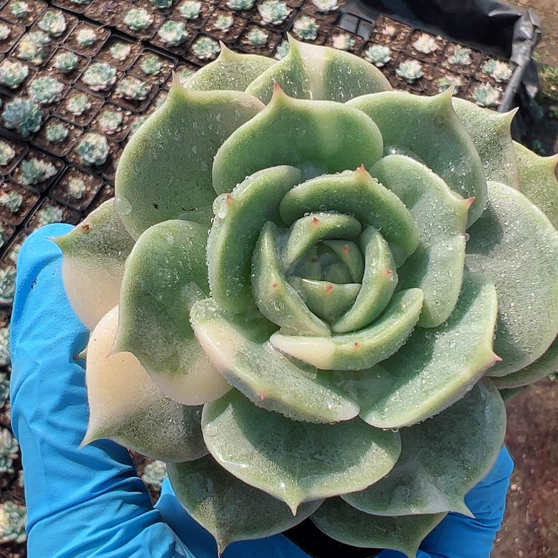 贝加尔湖锦，拉丝锦