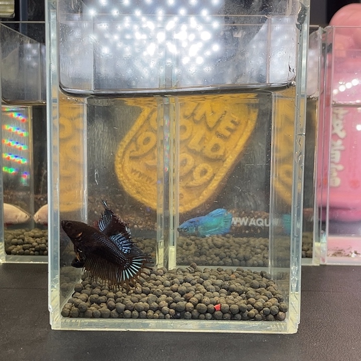 斗鱼24号923早黑毒母4
