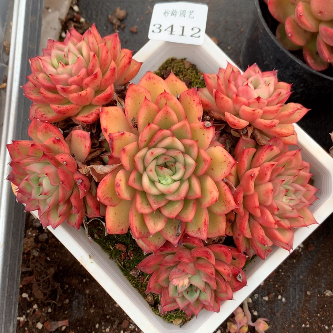 3173新年快乐发发发