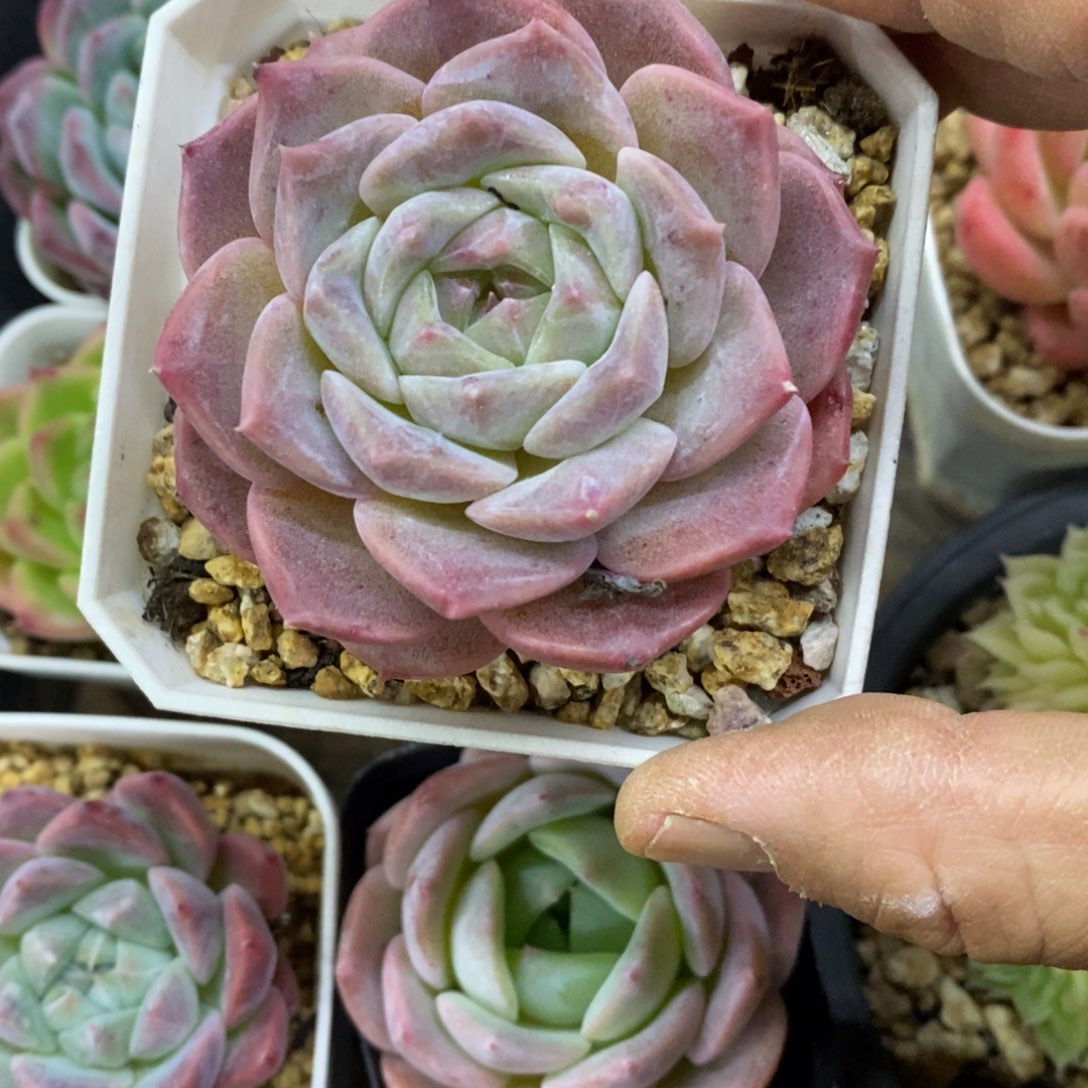 精品多肉一物一一拍不包整75