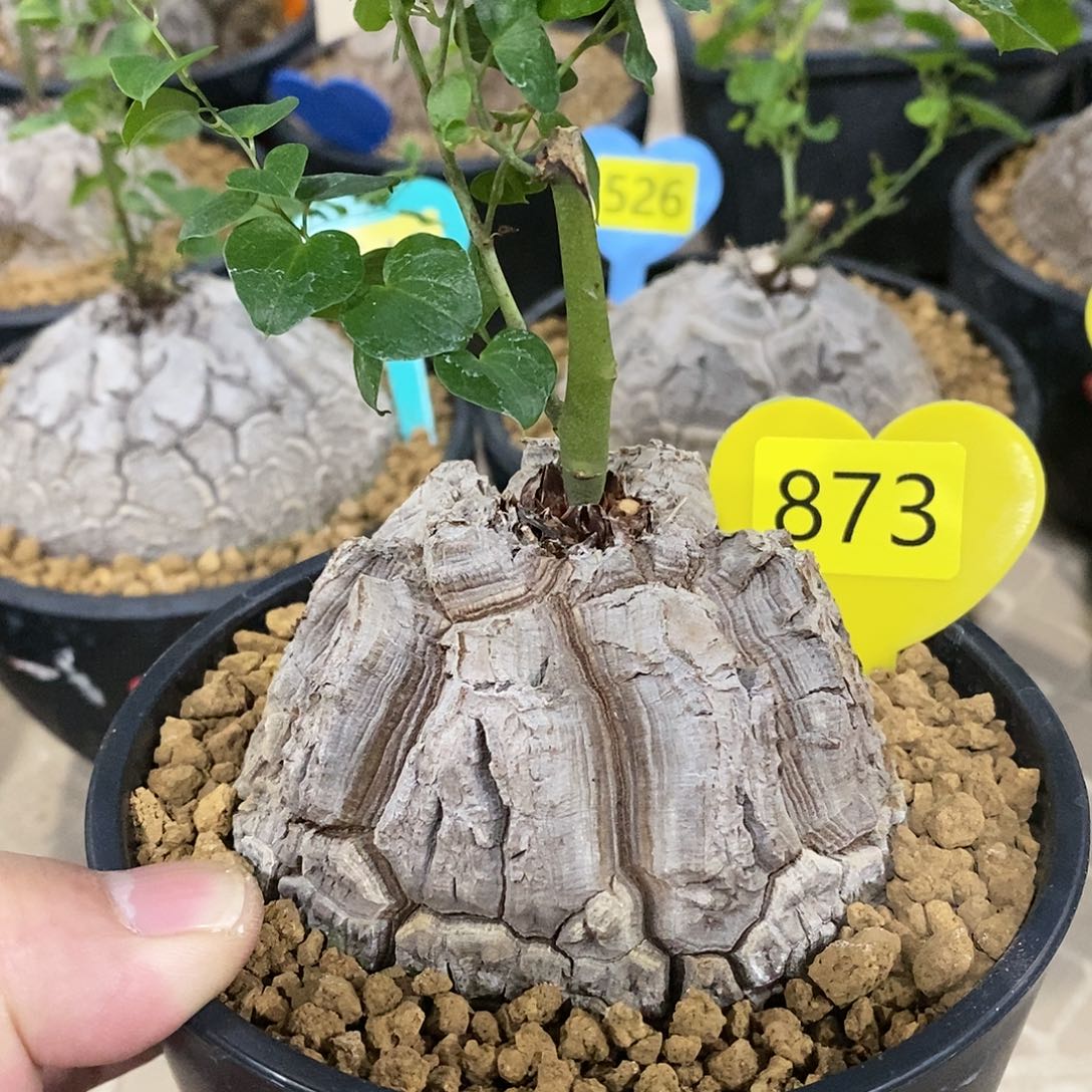 南非龟甲龙龟甲龙