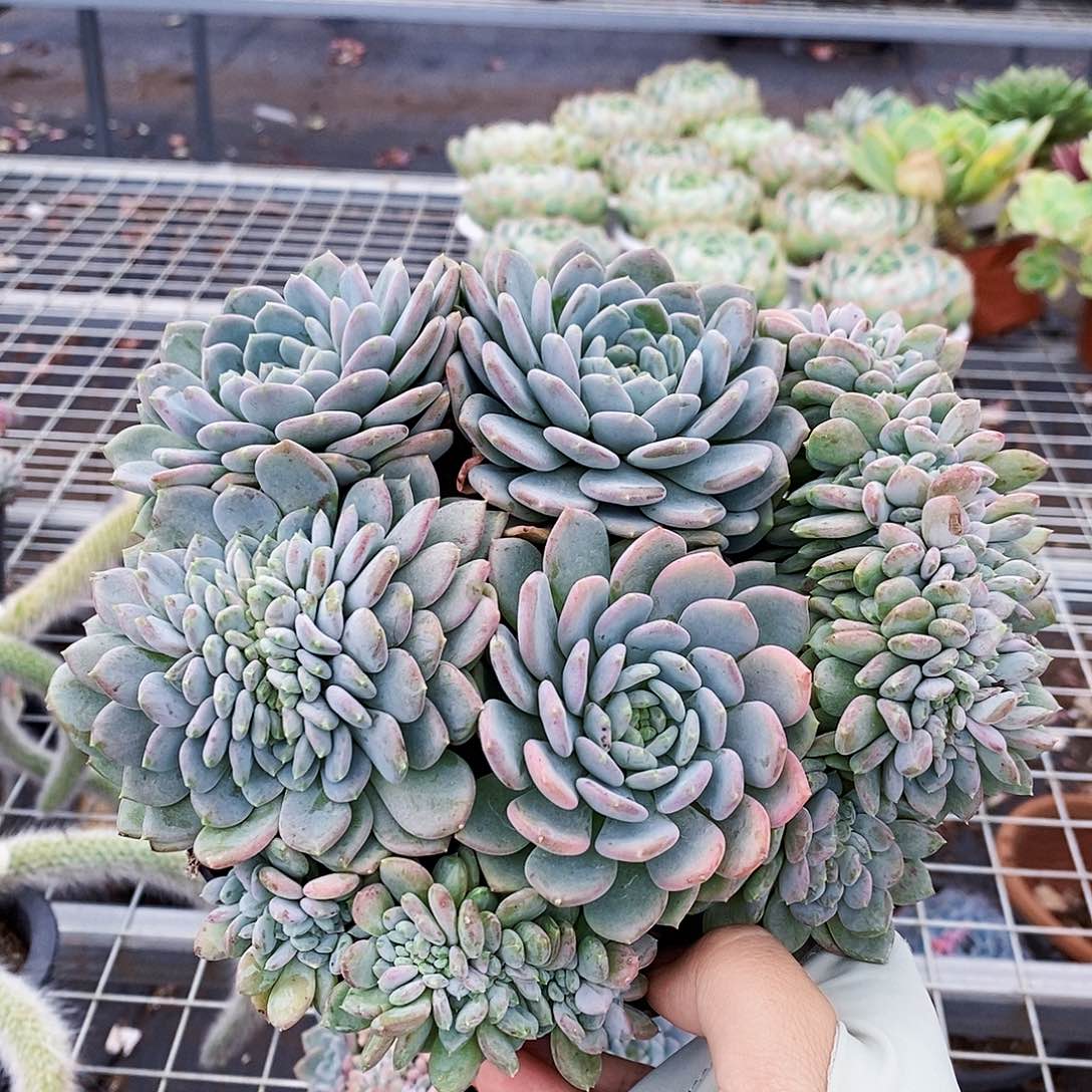 玛瑙缀化整桩整群