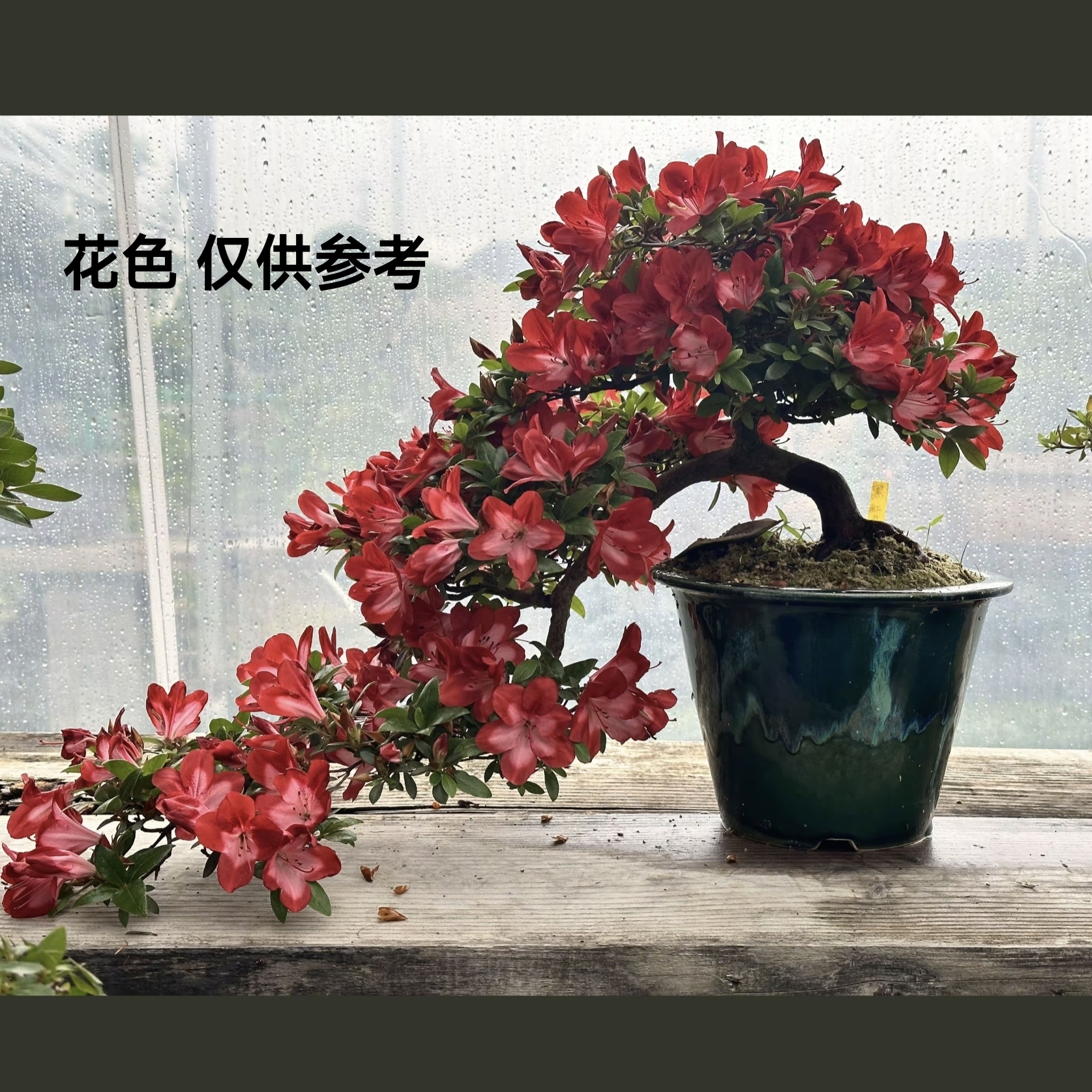 【黑红之月】杜鹃花杜鹃皋月耐寒耐热好养室内外