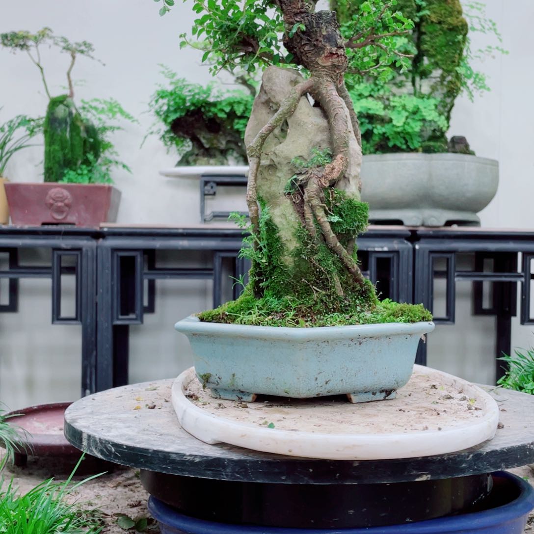 无铅玻璃@***空铁线蕨铁线蕨铁线蕨