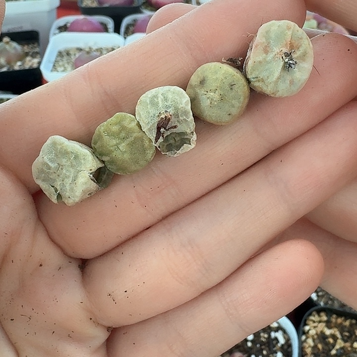 老马生石花烧卖807