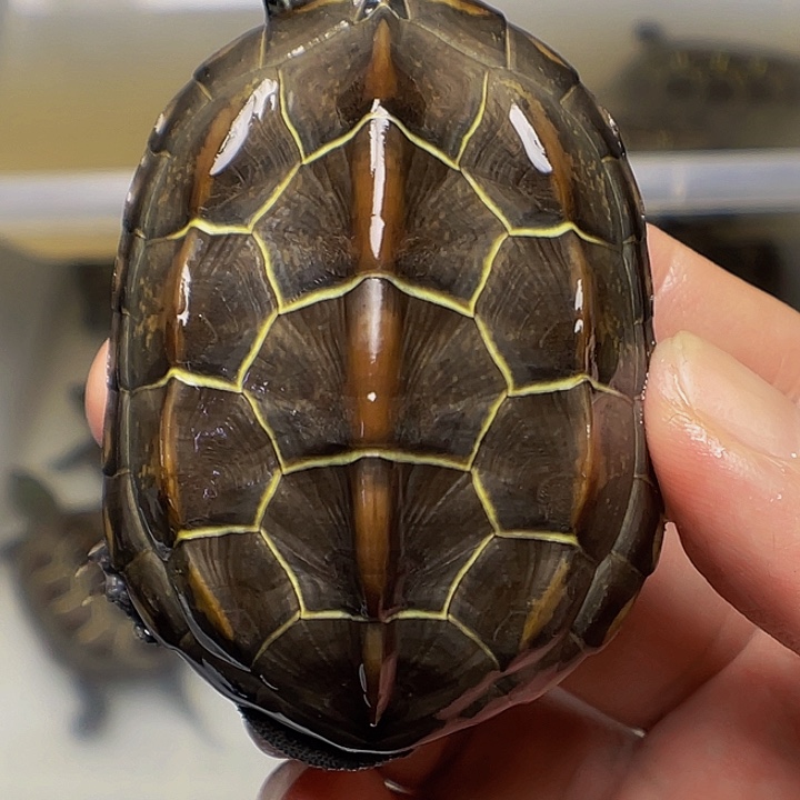 中华草龟不分公母