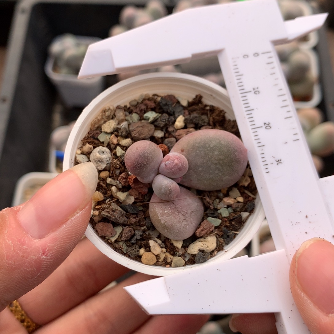 黄金鸡蛋大叶奶叶插