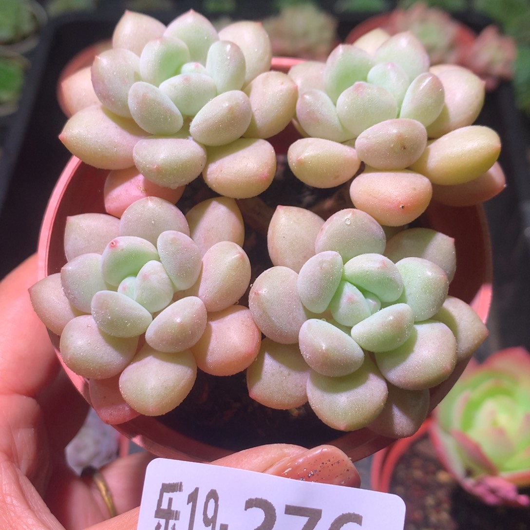 乐然19-276 泡泡糖 