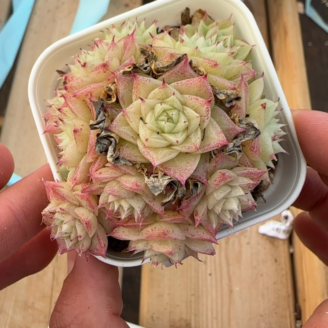 一物一拍麦秆珍妮07213