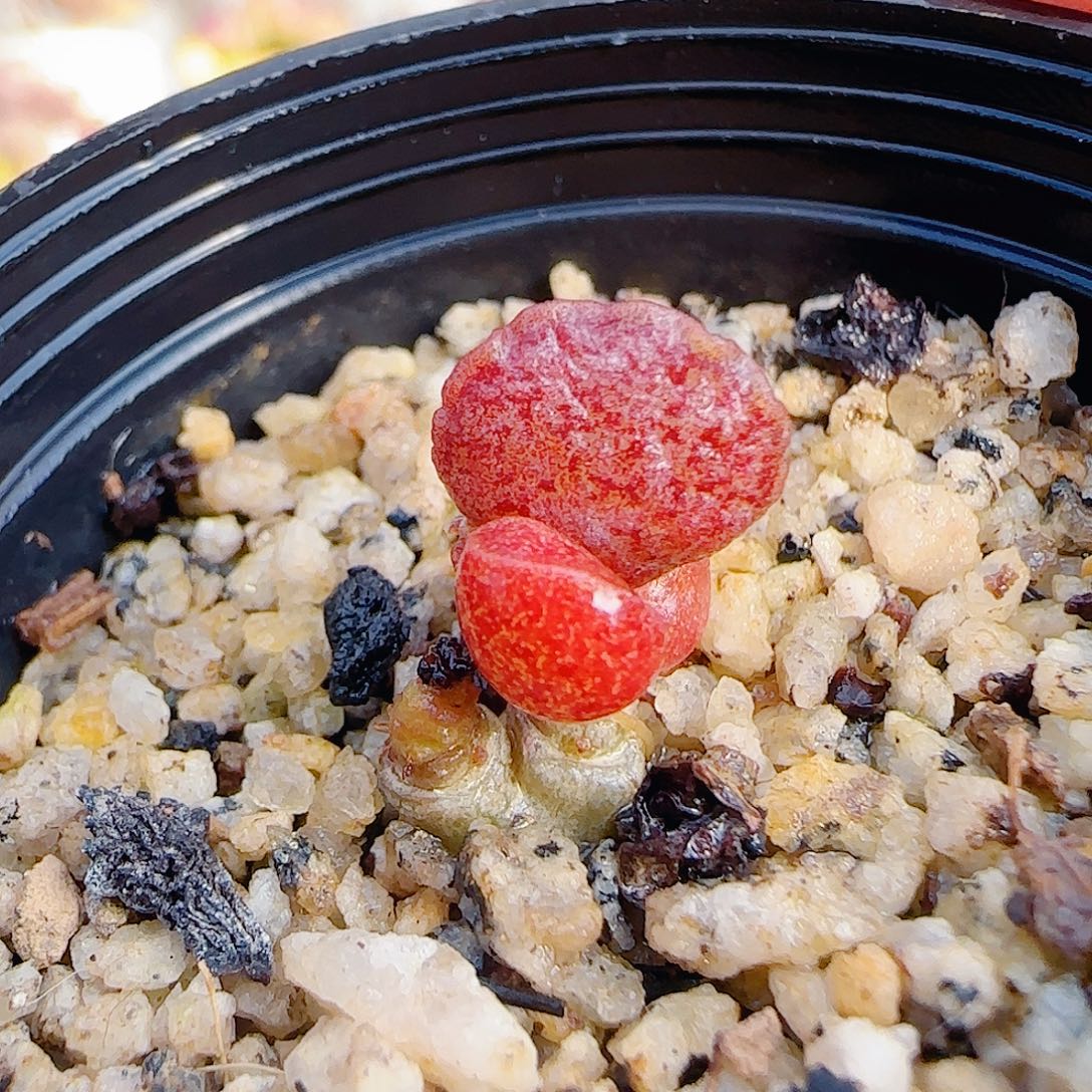 刘***英L  福利粉黛 微瑕