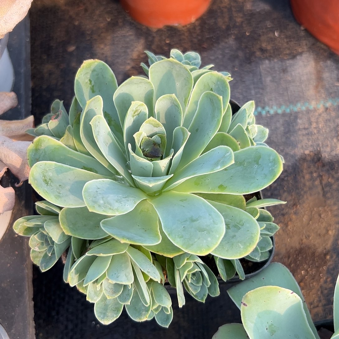 多肉植物多肉植物