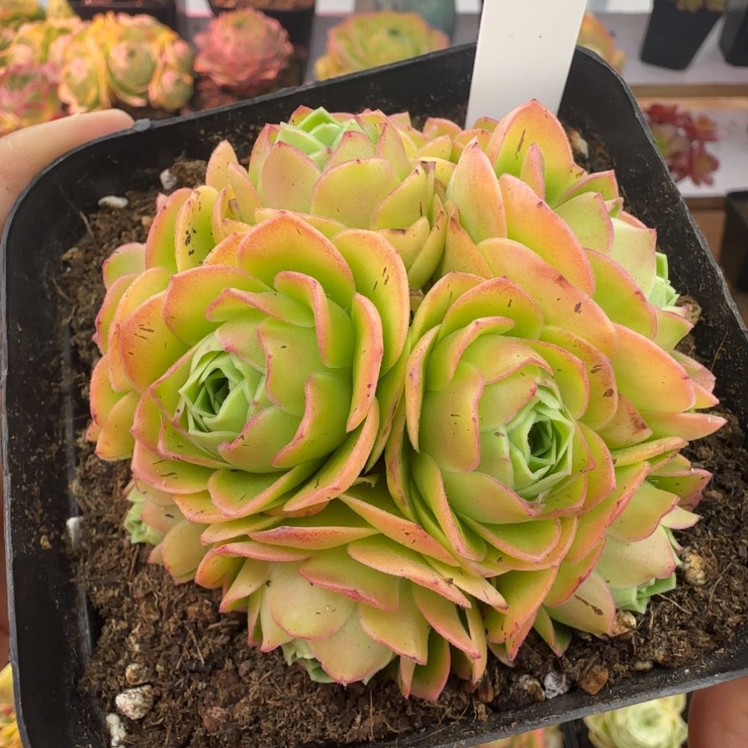 L91半城玫瑰绒宵