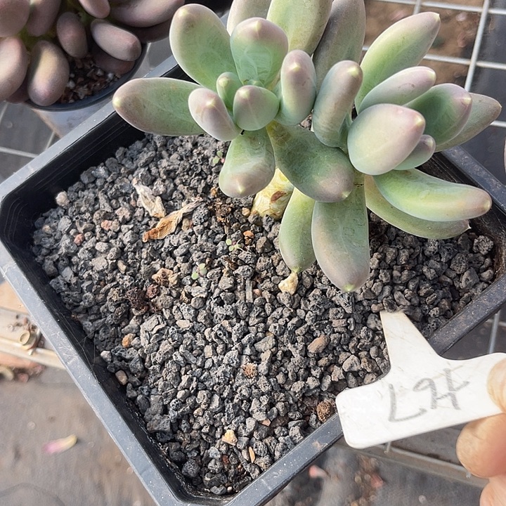 两单包邮，一物一拍迷雾森林67