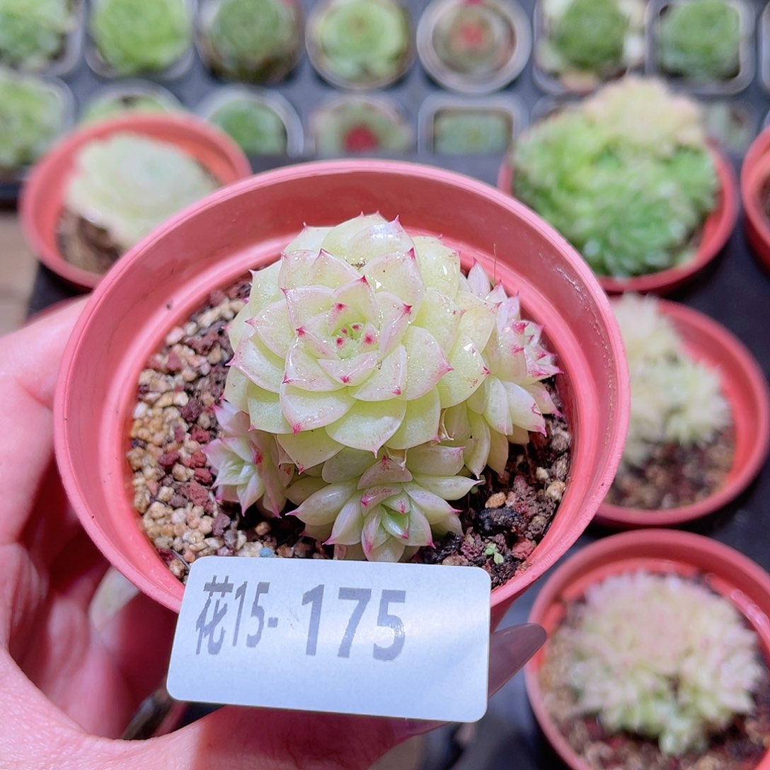 花利美15-175麦秆