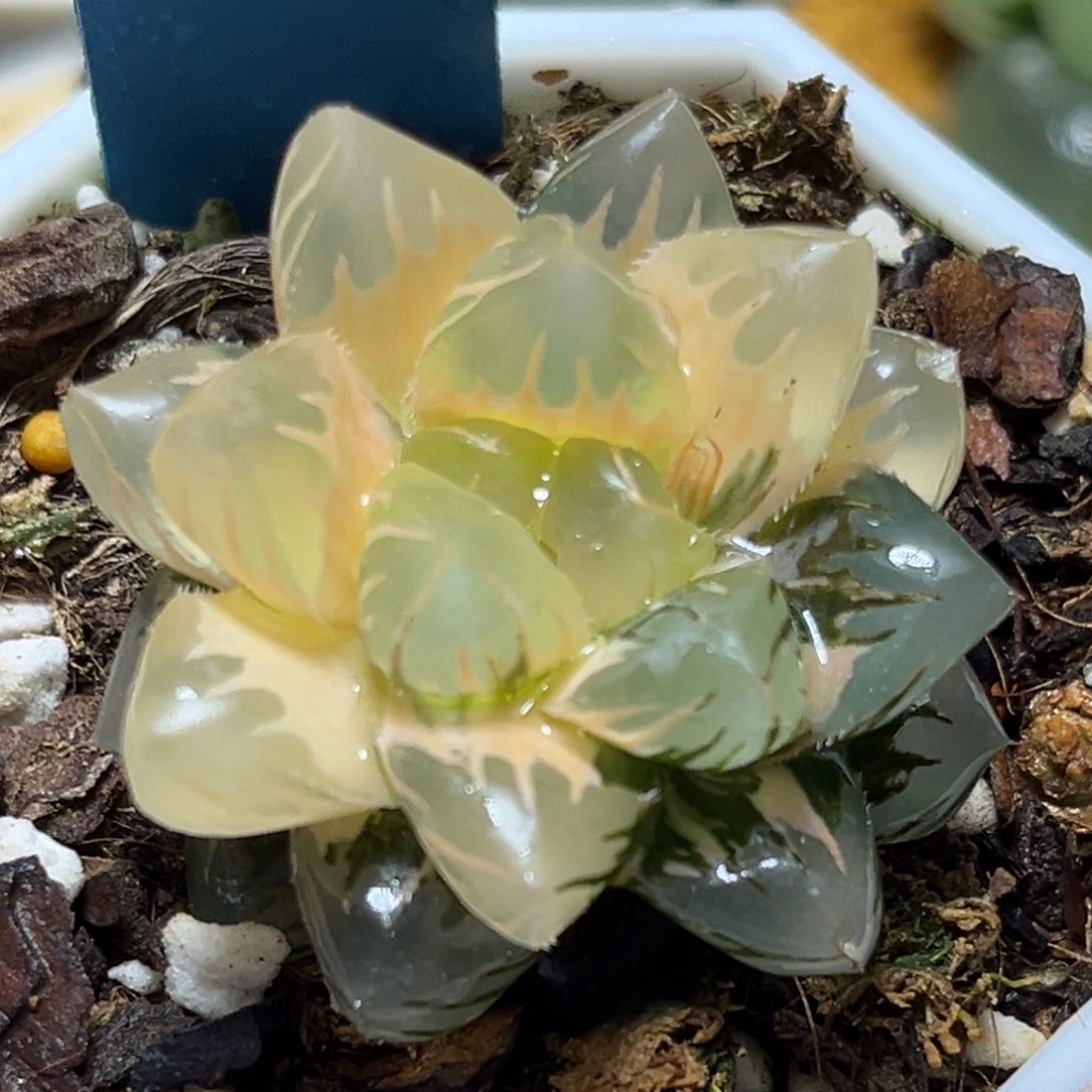 恭喜发财大吉大利0101