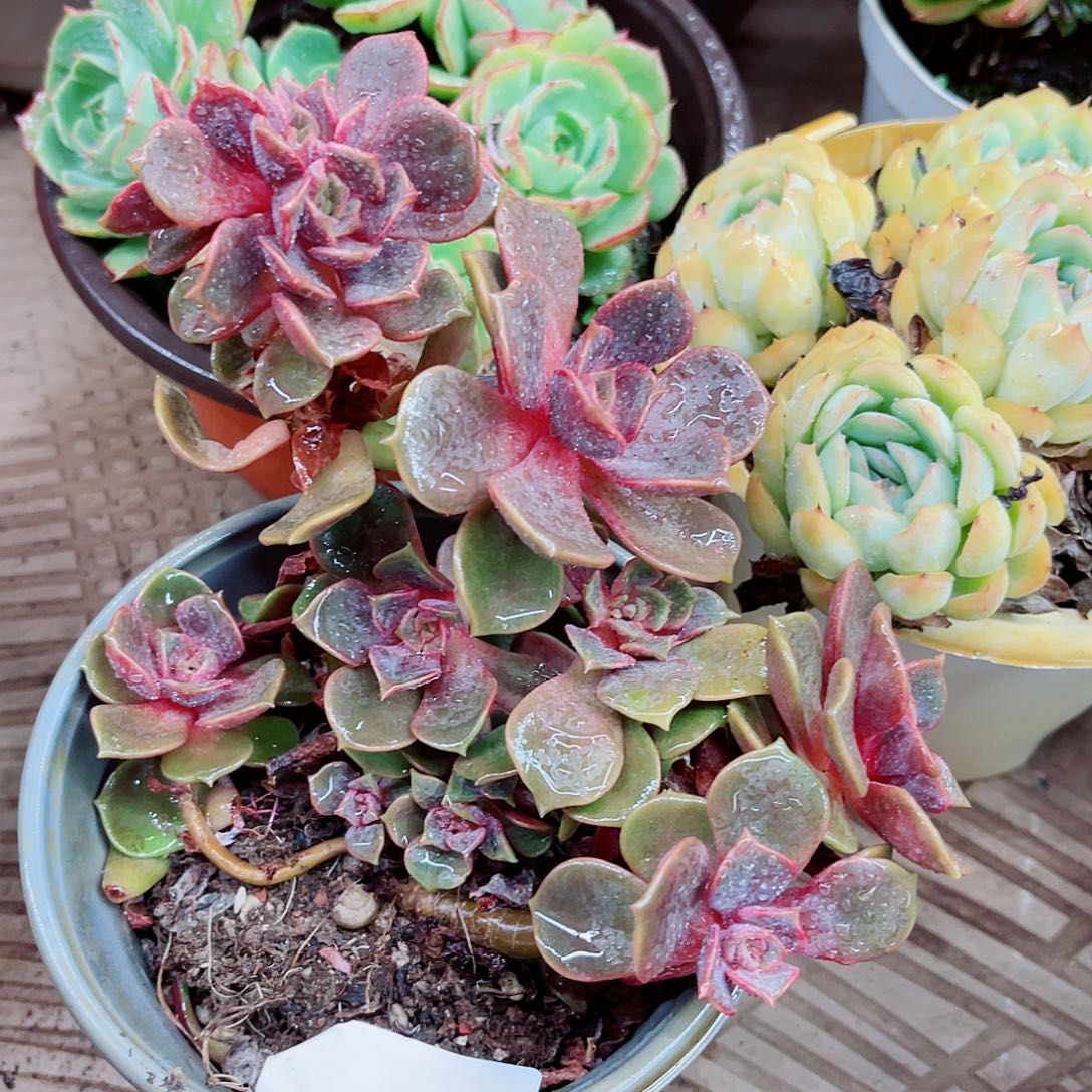 姗***妮04004多肉植物一物一拍