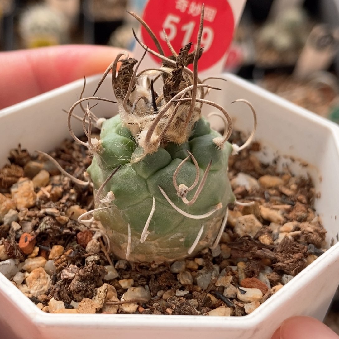 狂刺老娇丽2.7cm一棵仙人球